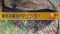 《青鱼和鲅鱼有什么区别？》封面图