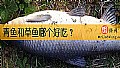 《青鱼和草鱼哪个好吃？》封面图