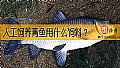《人工饲养青鱼用什么饲料？》封面图