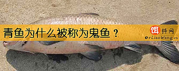 青鱼为什么被称为鬼鱼