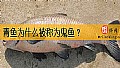 《青鱼为什么被称为鬼鱼？》封面图