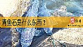 青鱼石是什么东西？