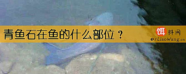 青鱼石在鱼的什么部位