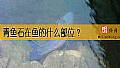 青鱼石在鱼的什么部位？