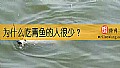 《为什么吃青鱼的人很少？》封面图