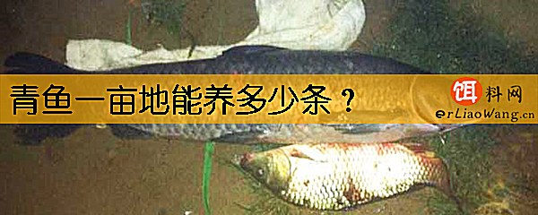 青鱼一亩地能养多少条
