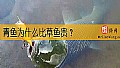 《青鱼为什么比草鱼贵？》封面图
