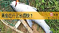 《青鱼吃什么长得快？》封面图