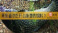 《青鱼喜欢吃什么味型的饵料？》封面图