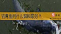 钓青鱼用什么饵料最好？