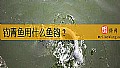 钓青鱼用什么鱼钩？