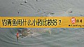 《钓青鱼用什么小药比较好？》封面图
