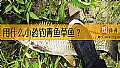 《用什么小药钓青鱼草鱼？》封面图