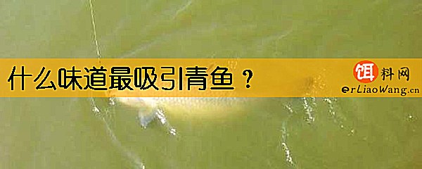 什么味道最吸引青鱼