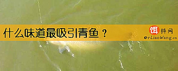 什么味道最吸引青鱼