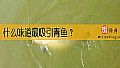 《什么味道最吸引青鱼？》封面图