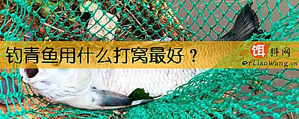 钓青鱼用什么打窝最好