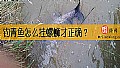 《钓青鱼怎么挂螺蛳才正确？》封面图