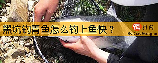 黑坑钓青鱼怎么钓上鱼快