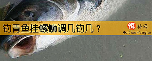 钓青鱼挂螺蛳调几钓几