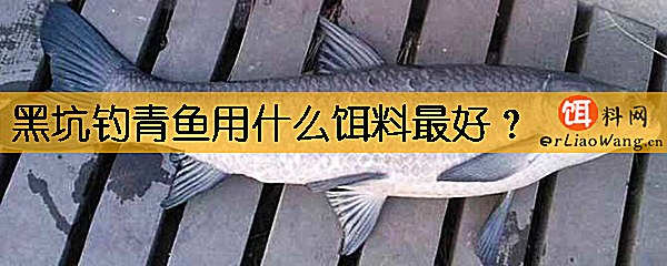 黑坑钓青鱼用什么饵料最好