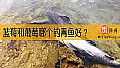 蓝莓和葡萄哪个钓青鱼好？