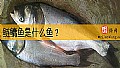 鲢鳙鱼是什么鱼？