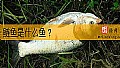 《鲢鱼是什么鱼？》封面图