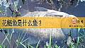 《花鲢鱼是什么鱼？》封面图