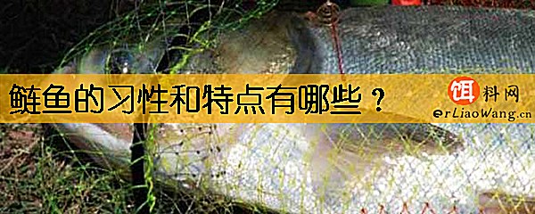 鲢鱼的习性和特点有哪些