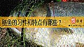 《鲢鱼的习性和特点有哪些？》封面图