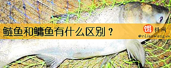 鲢鱼和鳙鱼有什么区别