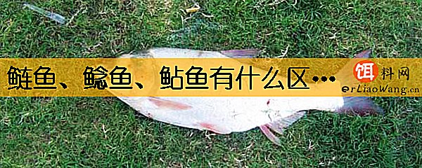 鲢鱼、鲶鱼、鲇鱼有什么区别