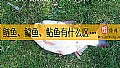 《鲢鱼、鲶鱼、鲇鱼有什么区别？》封面图