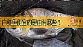 《白鲢鱼便宜的理由有哪些？》封面图
