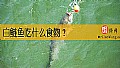 《白鲢鱼吃什么食物？》封面图
