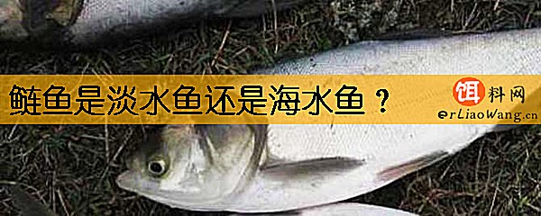 鲢鱼是淡水鱼还是海水鱼