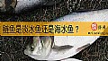 《鲢鱼是淡水鱼还是海水鱼？》封面图