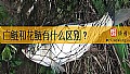 《白鲢和花鲢有什么区别？》封面图