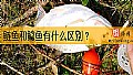 《鲢鱼和鲶鱼有什么区别？》封面图