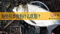 《鲢鱼和草鱼有什么区别？》封面图