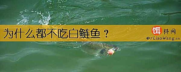 为什么都不吃白鲢鱼