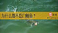 《为什么都不吃白鲢鱼？》封面图