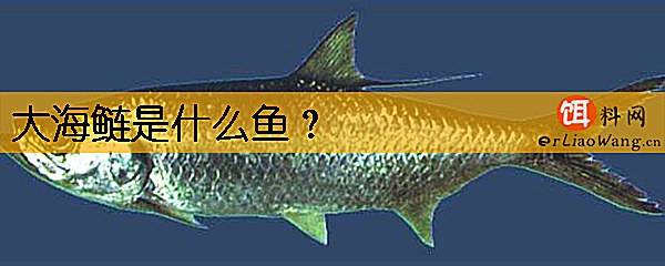 大海鲢是什么鱼