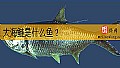 《大海鲢是什么鱼？》封面图