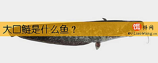大口鲢是什么鱼
