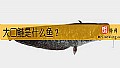 《大口鲢是什么鱼？》封面图