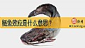 《鲢鱼效应是什么意思？》封面图