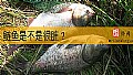 《鲢鱼是不是很脏？》封面图