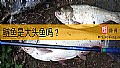 《鲢鱼是大头鱼吗？》封面图